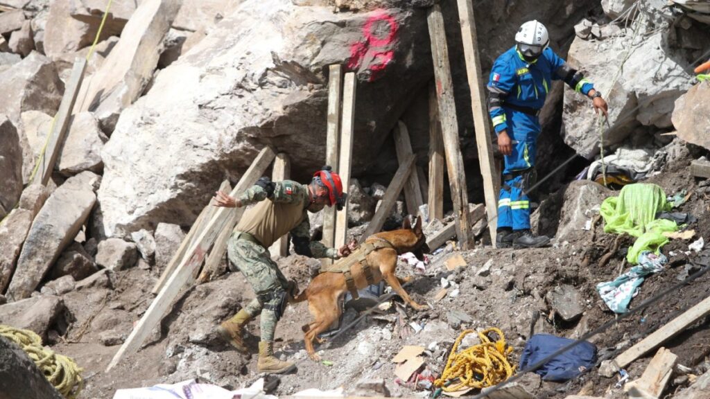 Perros del Ejército Mexicano: así buscan vida bajo los escombros