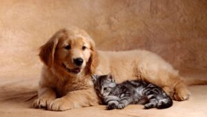 ¿Qué pasa cuando se busca en Google “perro” y “gato”?