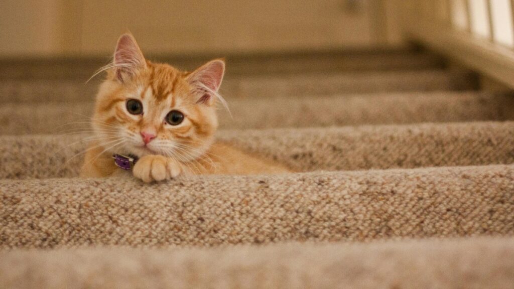 cuánto tiempo puede estar solo un gato en casa