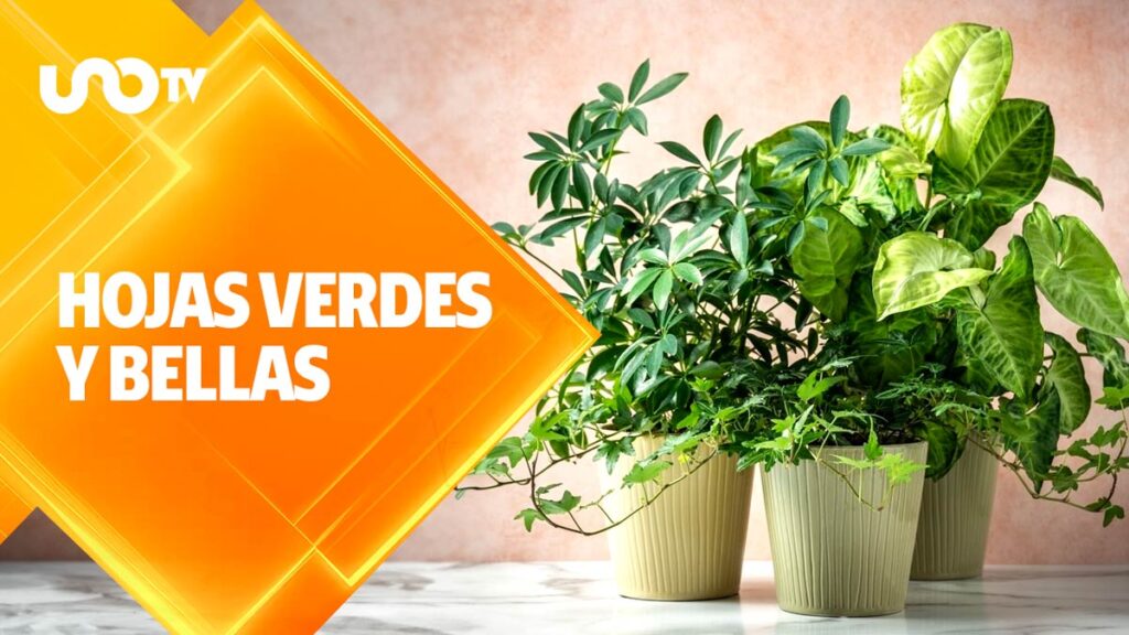 Cómo puedo darle brillo a las hojas de mis plantas sin dañarlas
