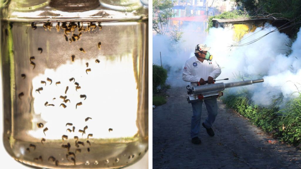 Casos de dengue en México y por estados