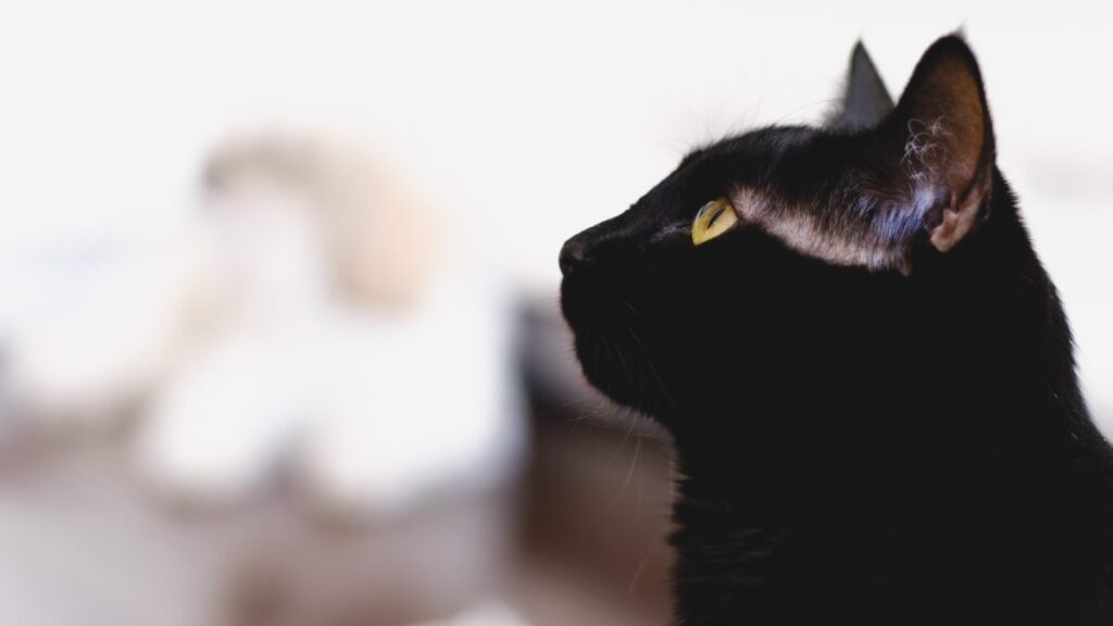 Animalistas piden no dar mascotas en adopción durante marzo