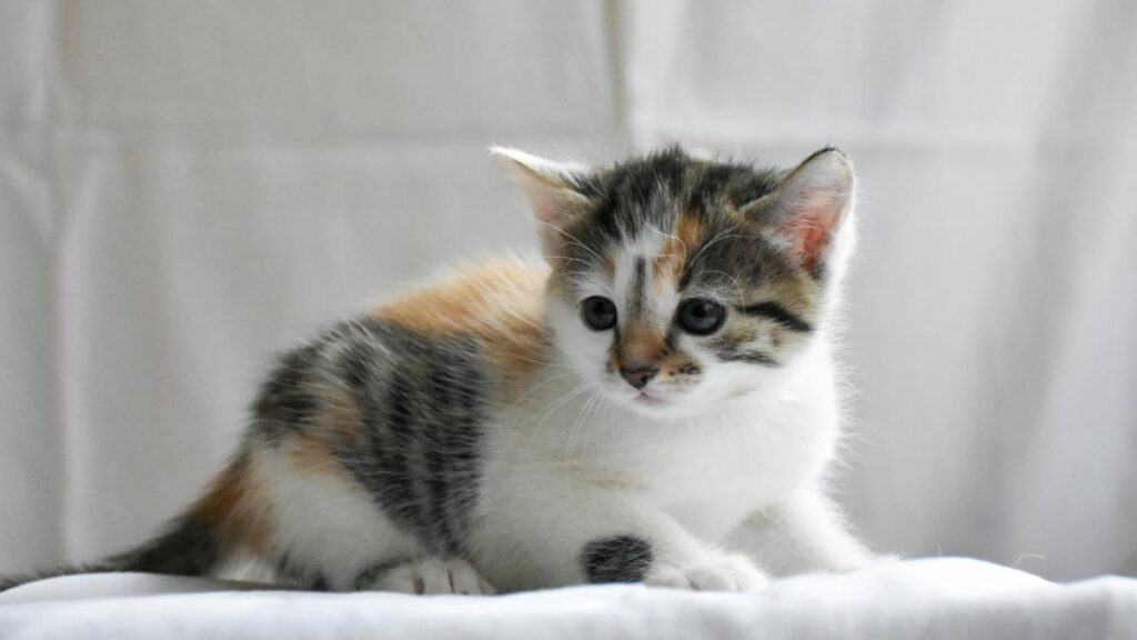 Gato abre la puerta a sus humanos, ¡por si se les olvida las llaves!