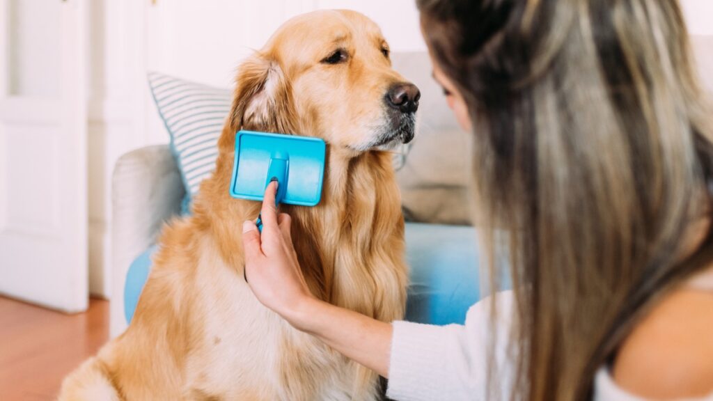 ¿Cuál es el mejor desenredante para perros? Receta casera