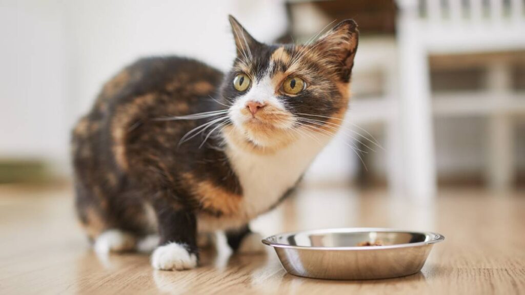 Gripe aviar en comida para mascotas: retiran producto por riesgo sanitario
