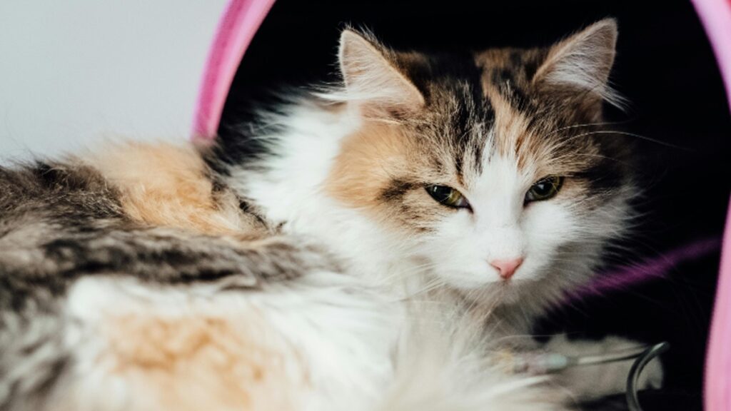 Gusano del corazón gatos