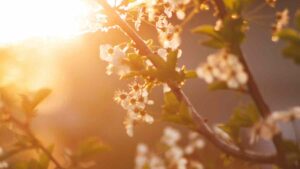¿Por qué la primavera no llega siempre en la misma fecha y hora?