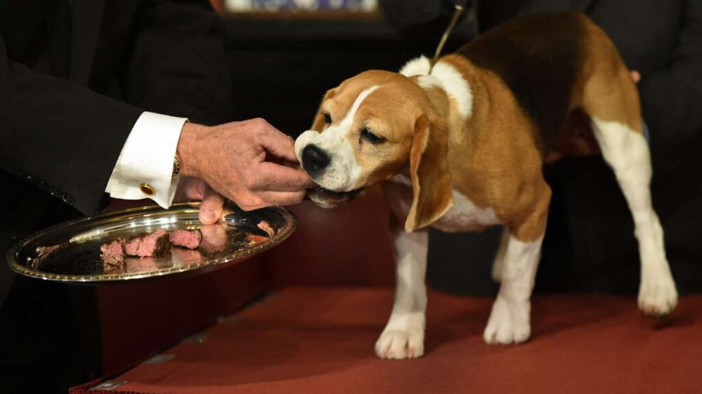 ¿Cuántas veces al día se le debe dar comida a un perro?