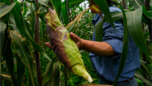 De autosuficiente a dependiente: México produce sólo 49% del maíz que necesita