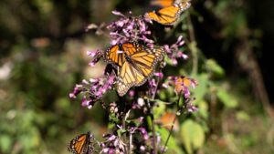 ¿Sabías que la Mariposa Monarca ya tiene día nacional en México?