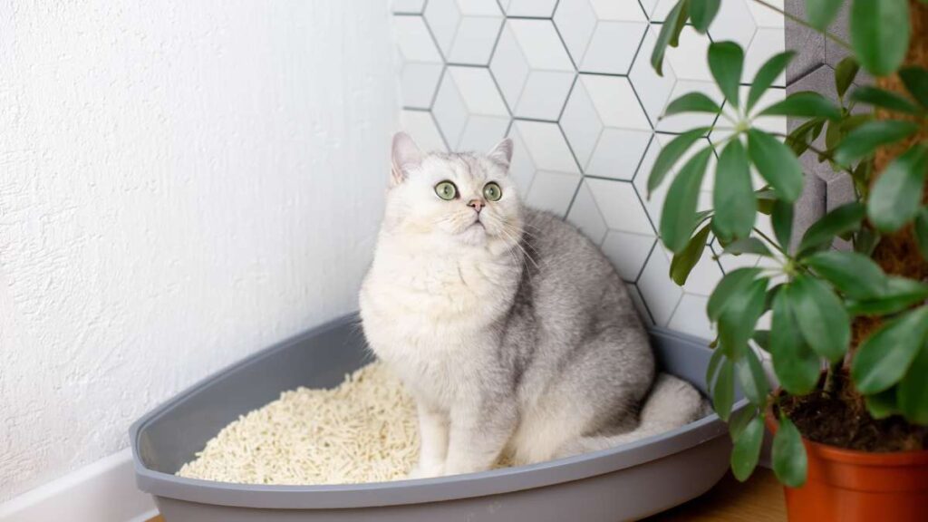 Dónde poner el arenero de mi gato