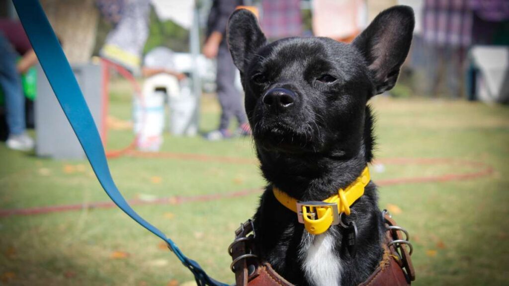 Corregir perros reactivos: actividades recomendadas por expertos