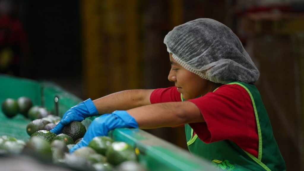 Fuerza de Tarea Uruapan refuerza seguridad de aguacate