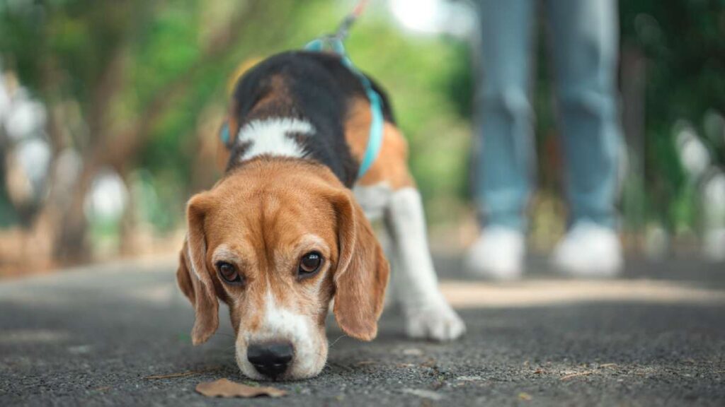 Manchas, el perro detector de fugas de agua que sorprende a Saltillo