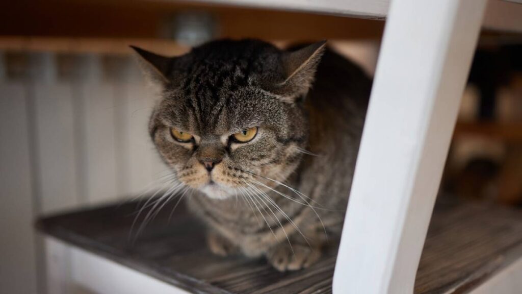 10 olores que odian los gatos y que a ti te encantan