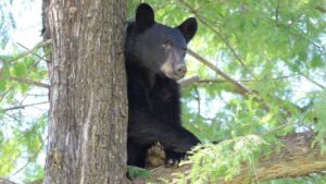 ¿Estrategias de supervivencia? Estudio revela que los animales modifican sus horarios para adaptarse a los humanos