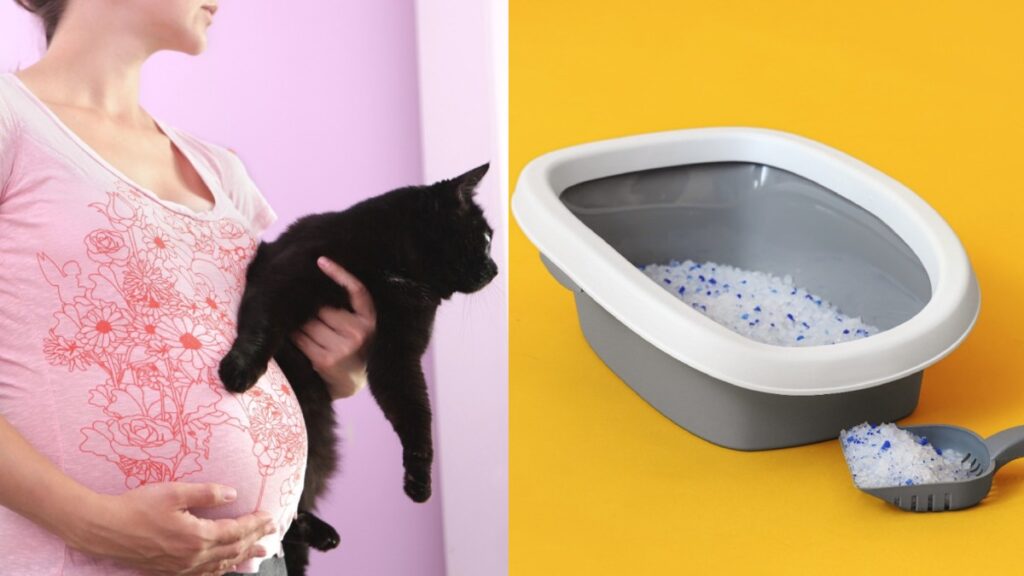 parásito Toxoplasma gondii arena gatos