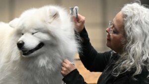 Los humanos no entendemos las emociones de nuestros perros y las malinterpretamos, según estudio