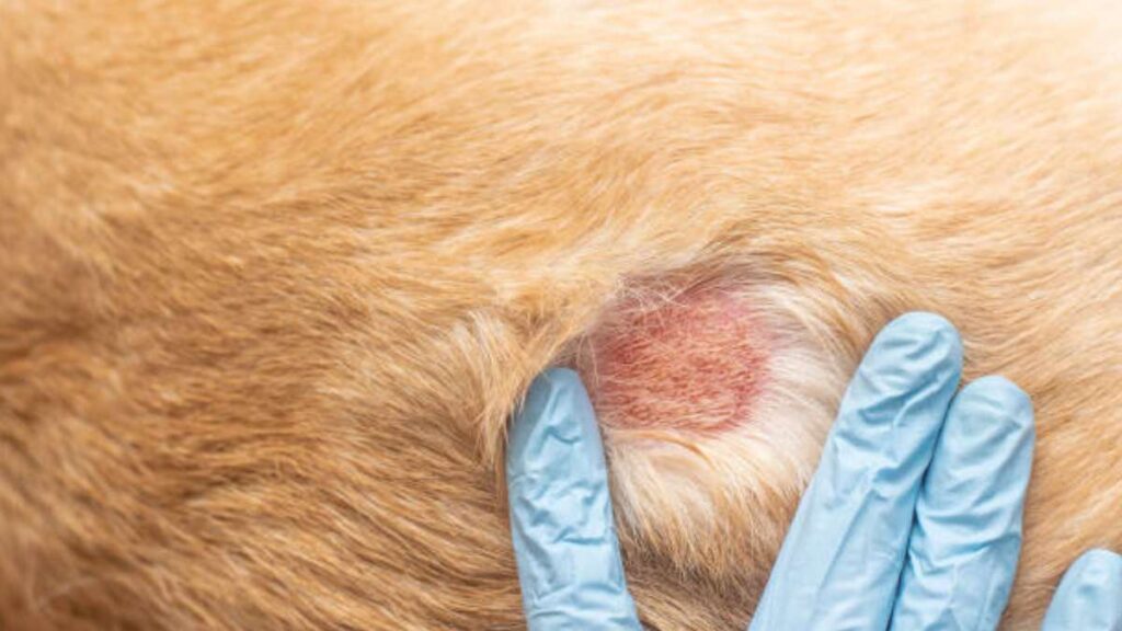 Hongos cutáneos en los perros: causas, síntomas y tratamientos