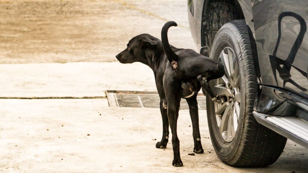 Remedio casero para que los perros no orinen las llantas