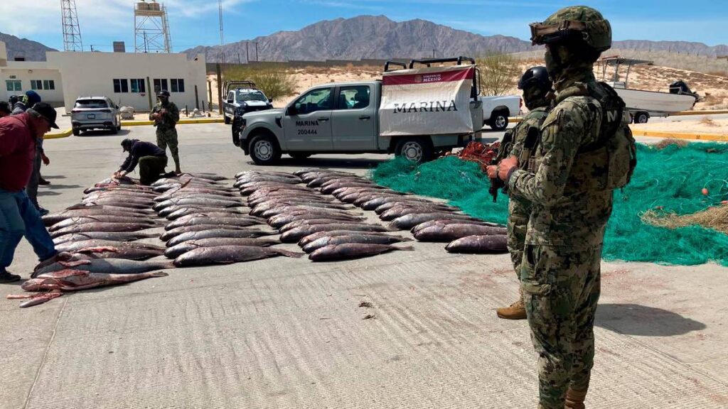 aseguran-73-ejemplares-de-pez-totoaba-en-baja-california-sur