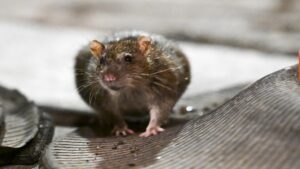 Cada vez se ven más ratas en Reforma, CDMX: especialistas explican por qué y si ya son una plaga