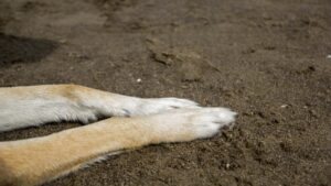 Detienen a hombre por quemar a perrita con agua hirviendo en Sonora