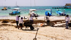 Sargazo invade playas de Quintana Roo, reportan más de 450 km de costa afectados
