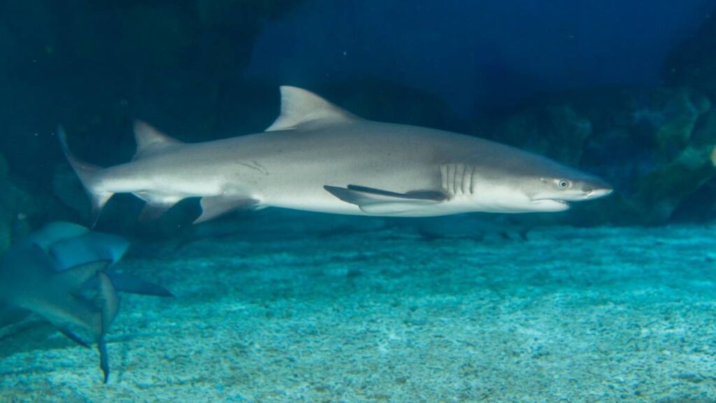 Sonido del tiburón Musola Manchada es grabado por primera vez, ¿cómo suena?