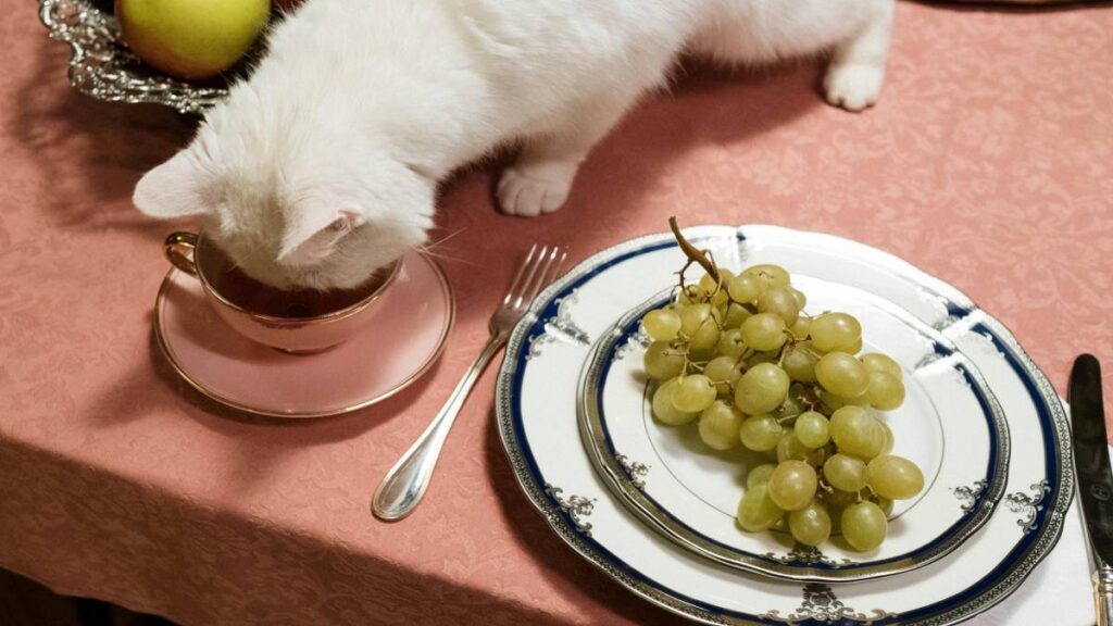 Sabrosos para humanos, pero estos alimentos son tóxicos para perros y gatos