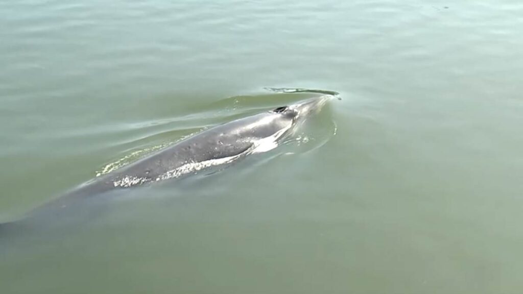 Ballena MUERTA TIJUANA