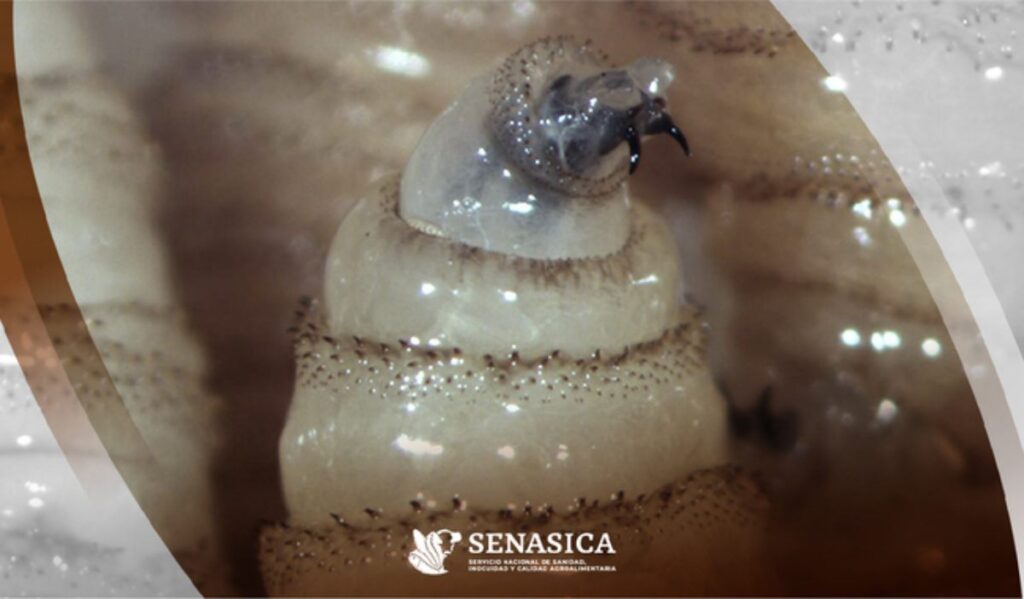 Alerta por el gusano barrenador: ¿por qué es tan peligroso y que enfermedad provoca?