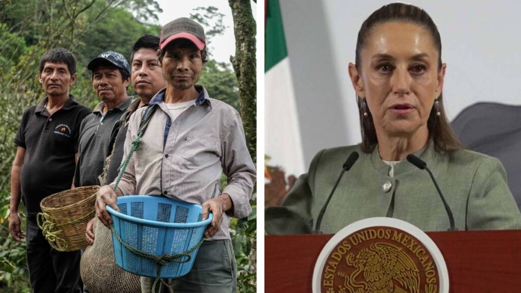 Claudia Sheinbaum anuncia el nuevo programa “Cosechando Soberanía”