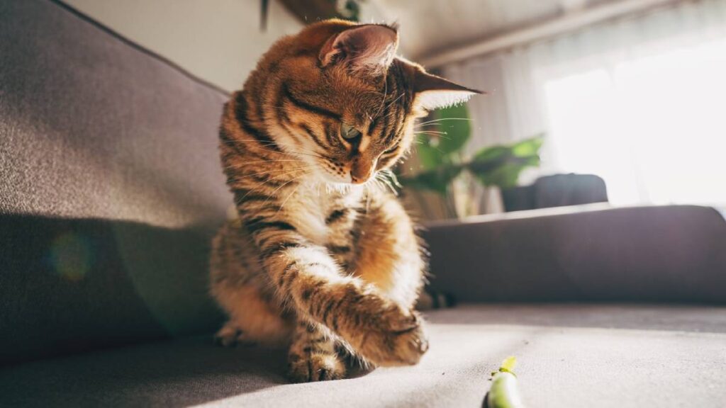 ¿Cómo entretener a tu gato cuando no estás en casa?