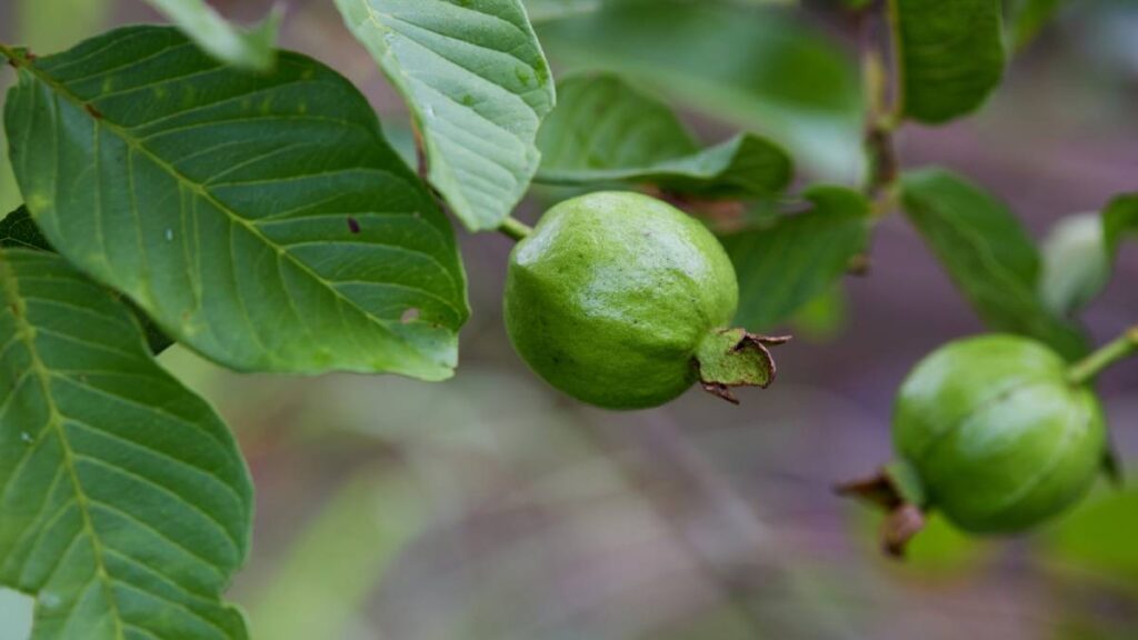 ¿Cómo hacer té de hojas de guayaba y para qué sirve?