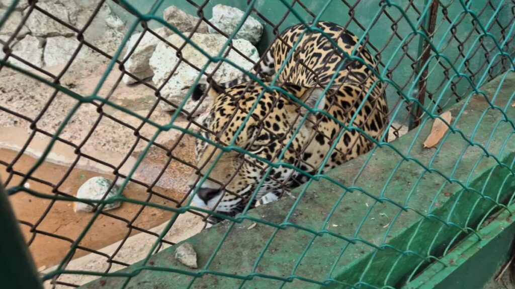 Conoce a Bruno, el jaguar que, de “narco mascota”, ahora es la estrella del Parque Museo La Venta, en Tabasco