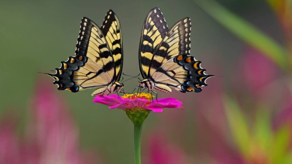 Crisis en la población de mariposas: ¿por qué están en el mayor peligro de su historia?