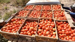 Baja la inflación a 3.4%, pero papa y jitomate siguen golpeando el bolsillo; tubérculo se dispara 66.7%