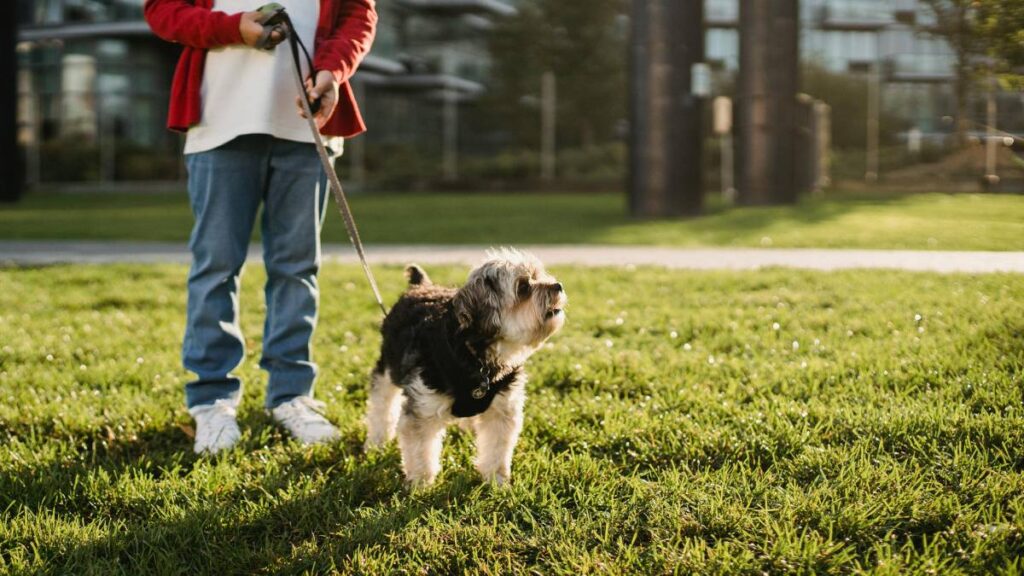 Evita estos 5 errores al pasear a tu perro que podrías estar cometiendo