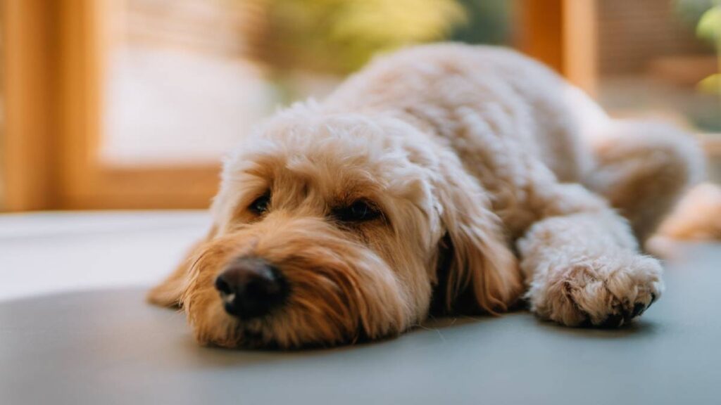 Farmacias del Ahorro lanza su línea para mascotas, habrá consultas en línea gratuitas para gatos y perros