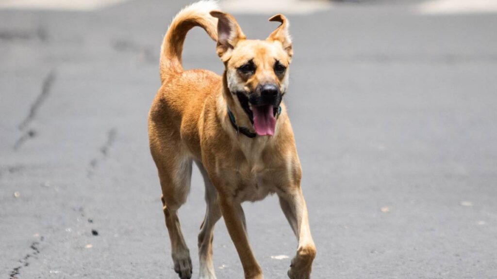Ve cómo identificar un golpe de calor en tu animal de compañía.