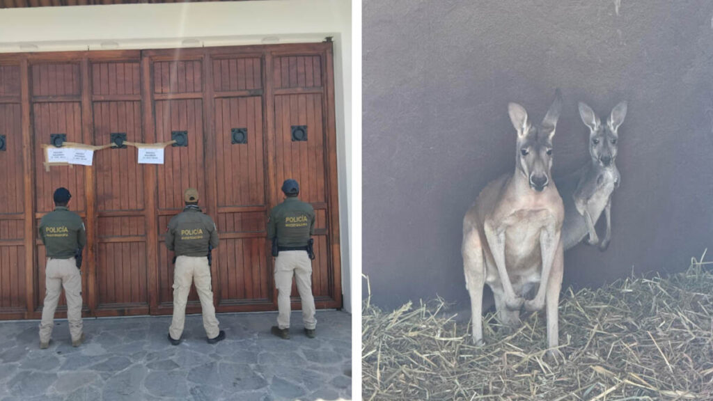 Se decomisaron canguros en cateo en Tula de Allende.