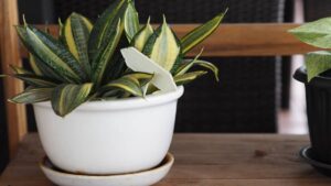 Lengua de suegra, la planta “protectora” que también ayuda a purificar el aire en interiores