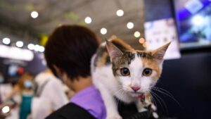 China estrena envío de mascotas en trenes de alta velocidad