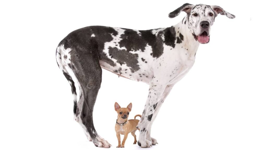 ¿Imaginas al perro más alto y el más pequeño del mundo, al mismo tiempo? Hay video