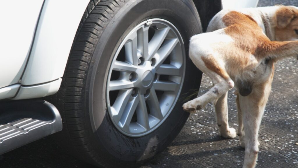 Perros Orinan Llantas