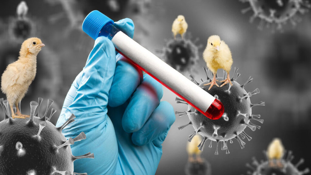 prevenir infecciones gripe aviar