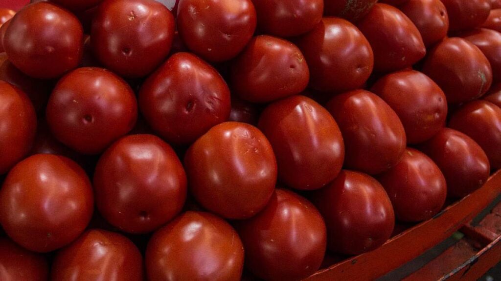 Arancel de 21% al jitomate mexicano: experta advierte riesgo comercial