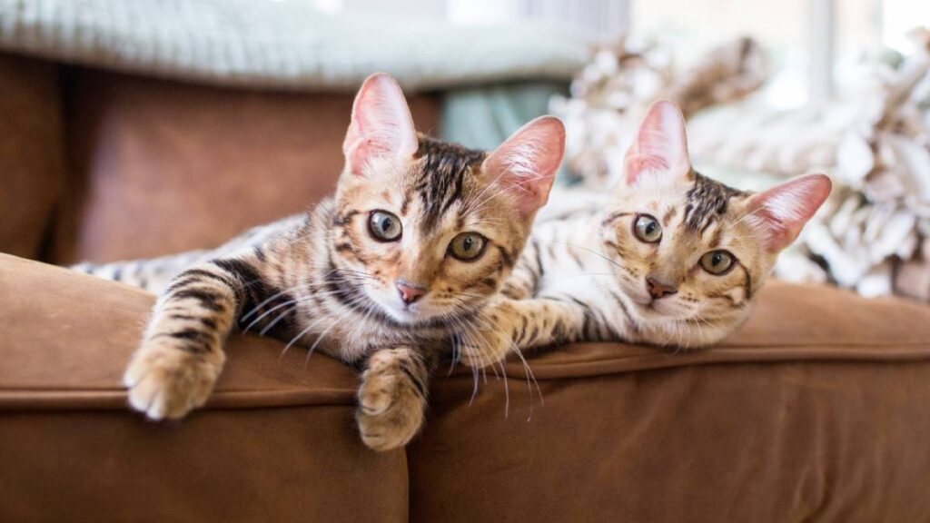 ¿Es buena idea tener dos gatos en lugar de uno?