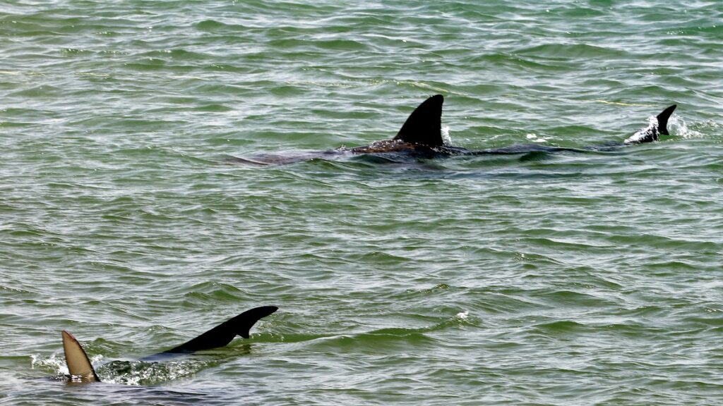 Un hombre murió tras ser atacado por un tiburón en una playa de Israel. Testigos escucharon su grito final: “¡Me están mordiendo!”.